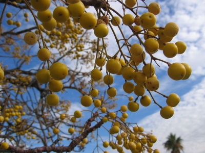 Chinaberry tree