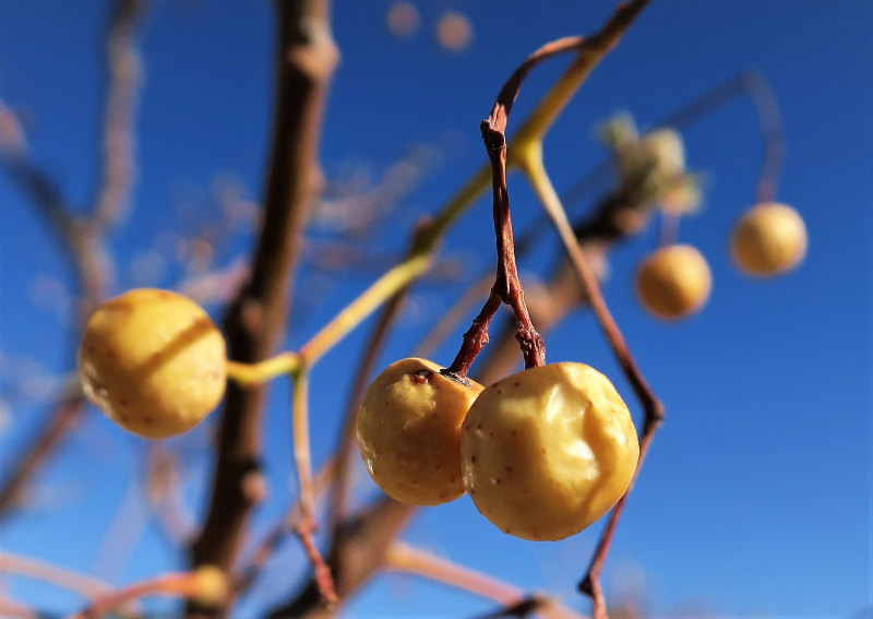 chinaberry.jpg