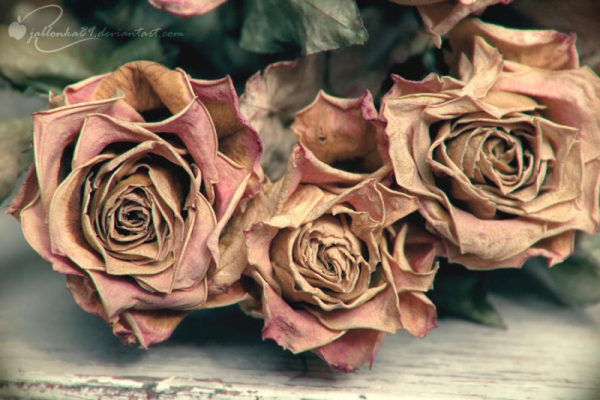 dead_roses_0.jpg