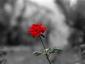 Sadarsa's picture