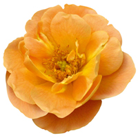 rosa-flower-carpet-amber_lg.jpg