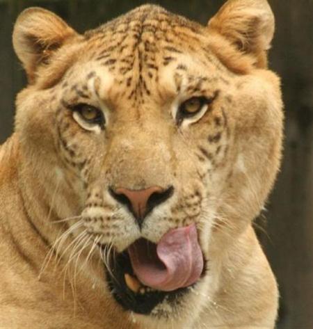 Liger.jpg
