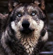 Old Wolf.jpg