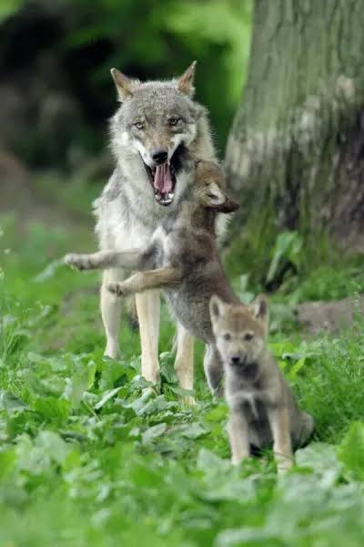 Shewolf.jpg