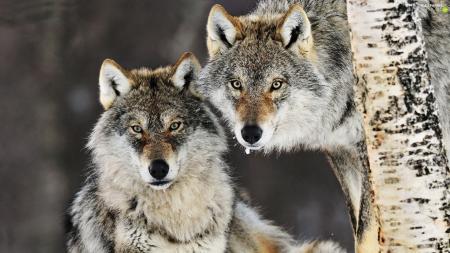 angry-two-wolves-cars.jpg