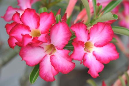 desert-rose-poisoning.jpg