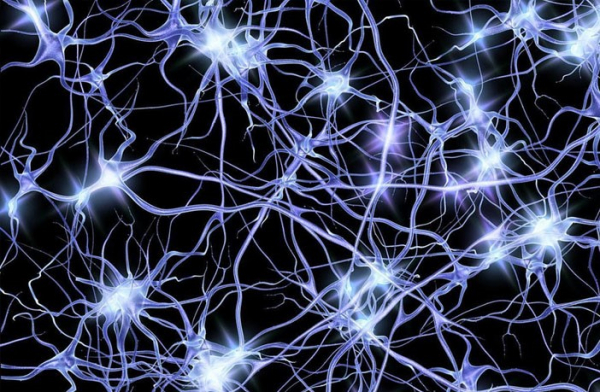 Neurons.jpg