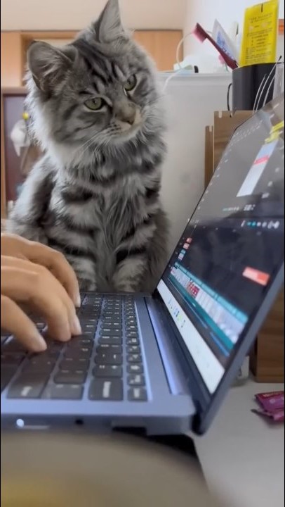 cat editor.JPG