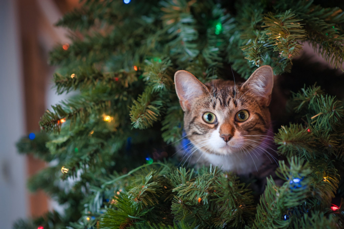 cat-in-christmas-tree.jpg