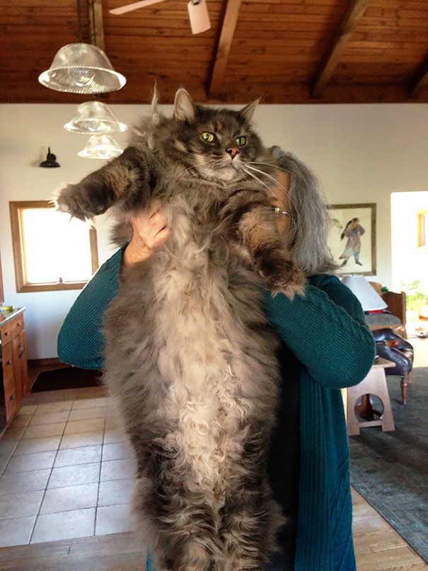 ericamainecoon.jpg