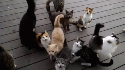 herding-cats-cat-herding.gif