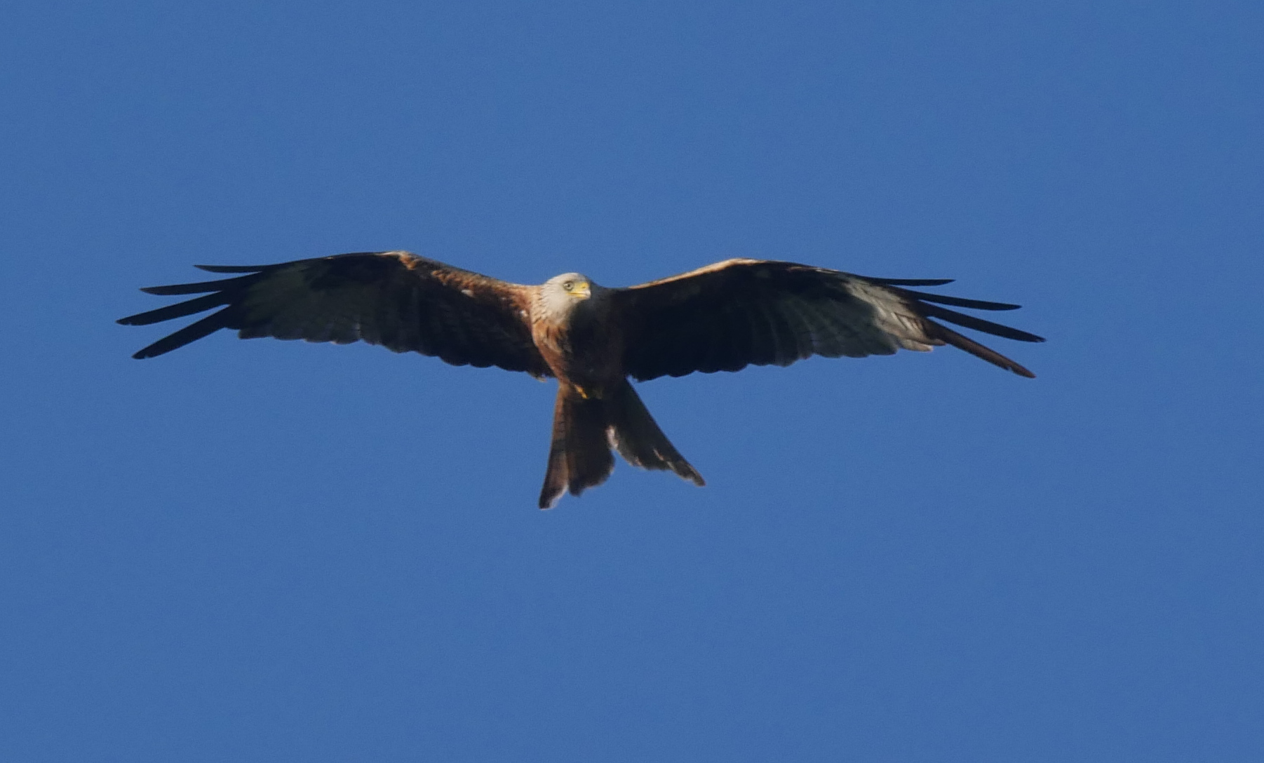 P1110851crop.JPG