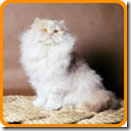 Fluffy.png
