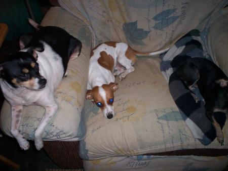 dogs in chair (6).jpg