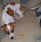 dogs in chair (7).jpg