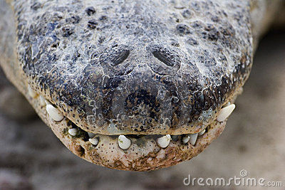 Gator nose.jpg