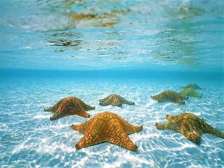 starfish-2.jpg
