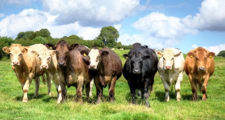 bullocks.jpg