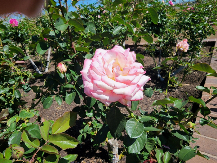 20220322_120907 Rose picture.jpg