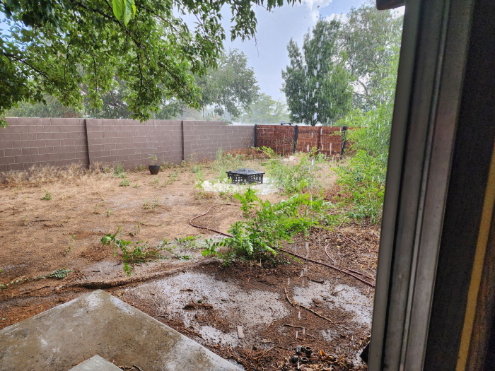 Rain Back Yard 20240703_161804.jpg
