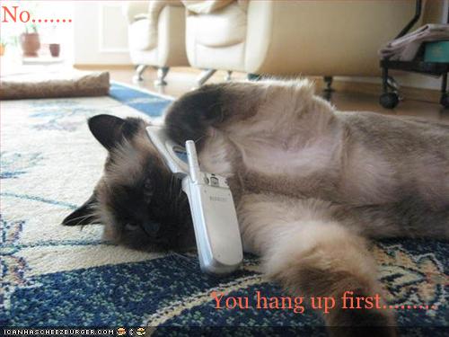 CAT CALLS