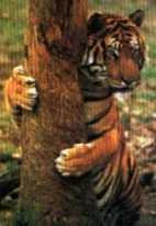 tmp_15382-tigtree1258422384.jpg