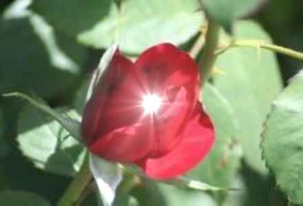 1redrose.jpg