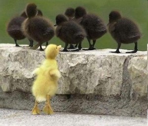 duckling.jpg