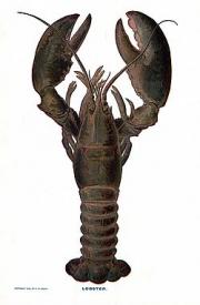 Clawed-Lobster.jpg