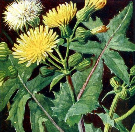 Dandelion War by Jaye Michael and Levanah Greene