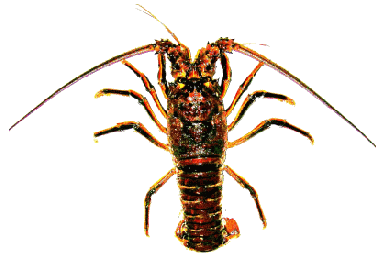 Spiny-Lobster-california.gif