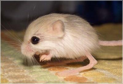 kangaroomouse.jpg