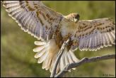 Hawk-Boxing-Style.jpg