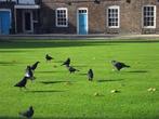 London-Tower-Ravens.jpg