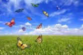 butterfly-group.jpg