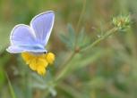 butterfly16.jpg