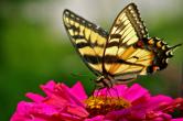 butterfly17.jpg