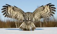 owls.jpg