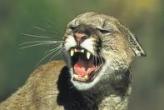 panther02.jpg