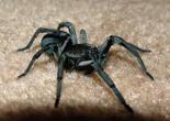 spider.jpg
