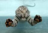 tiger-slash.jpg