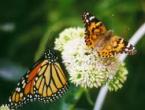 two-butterflies04.jpg
