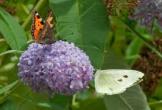 two-butterflies05.jpg