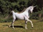 unicorn-01.jpg