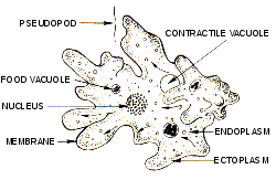 250px-Amoeba_(PSF)_svg.png