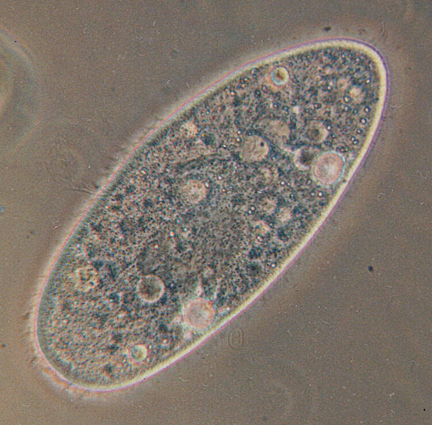 610px-Paramecium.jpg