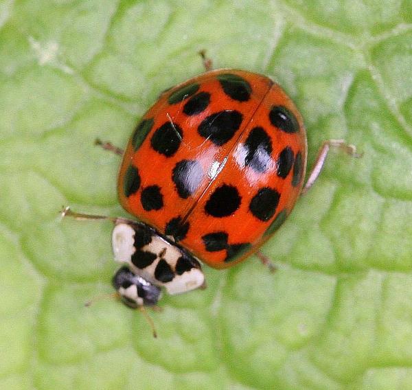 HarlequinLadybird_WelfdRdCem_15May09.JPG