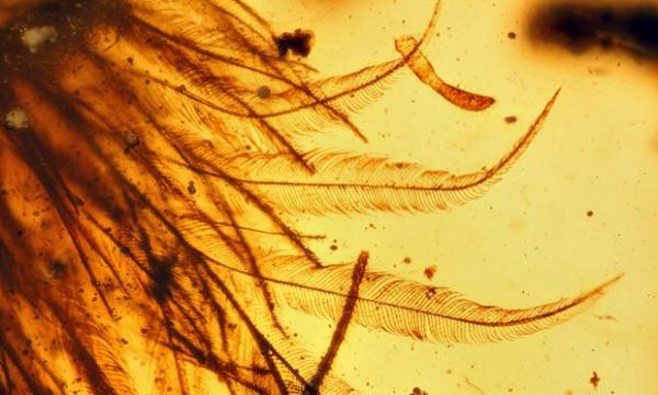 dinosaur tail & feathers..jpg