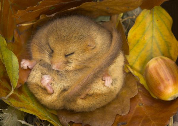 dormouse by Danny Green.jpg