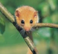 dormouse.jpg